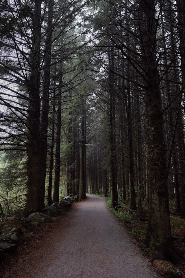 Nordic Walking oprema